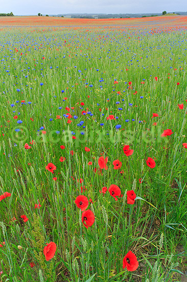 Kornmark. Hvedemark fyldt med valmuer og bl� kornblomster ; Papaver spec; M�l�v; Danmark; ; Planter; Landbrug, marker, ukrudt, landskaber