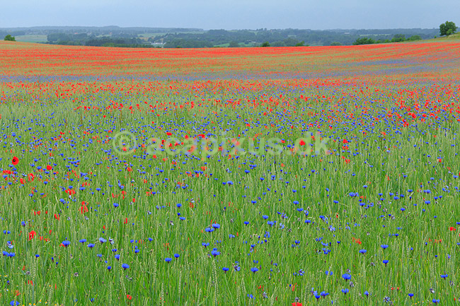 Kornmark. Hvedemark fyldt med valmuer og bl� kornblomster ; Papaver spec; M�l�v; Danmark; ; Planter; Landbrug, marker, ukrudt, landskaber