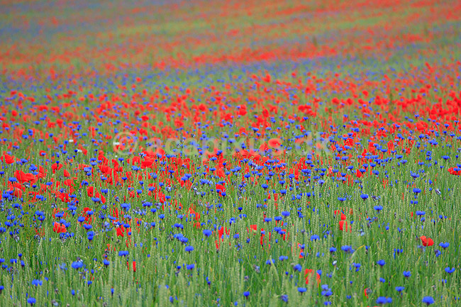 Kornmark. Hvedemark fyldt med valmuer og bl� kornblomster ; Papaver spec; M�l�v; Danmark; ; Planter; Landbrug, marker, ukrudt, landskaber