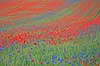 Kornmark. Hvedemark fyldt med valmuer og bl� kornblomster  Papaver spec M�l�v Danmark  Planter Landbrug, marker, ukrudt, landskaber