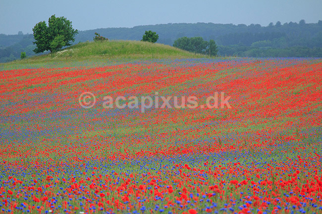Kornmark. Hvedemark fyldt med valmuer og bl� kornblomster ; Papaver spec; M�l�v; Danmark; ; Planter; Landbrug, marker, ukrudt, landskaber