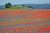 Kornmark. Hvedemark fyldt med valmuer og bl� kornblomster  Papaver spec M�l�v Danmark  Planter Landbrug, marker, ukrudt, landskaber
