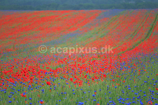 Kornmark. Hvedemark fyldt med valmuer og bl� kornblomster ; Papaver spec; M�l�v; Danmark; ; Planter; Landbrug, marker, ukrudt, landskaber
