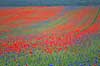Kornmark. Hvedemark fyldt med valmuer og bl� kornblomster  Papaver spec M�l�v Danmark  Planter Landbrug, marker, ukrudt, landskaber