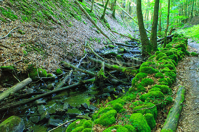 S�der�sen. Dejeb�cken i bunden af den mosd�kkede dal p� S�der�sen; ; Nationalpark S�der�sen; Sverige; ; Landskaber; 