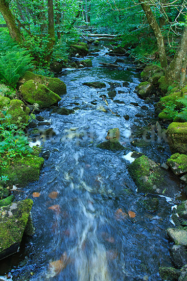 S�der�sen. Kv�rkeb�cken i bunden af den mosd�kkede dal p� S�der�sen; ; Nationalpark S�der�sen; Sverige; ; Landskaber; 