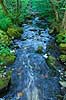 S�der�sen. Kv�rkeb�cken i bunden af den mosd�kkede dal p� S�der�sen  Nationalpark S�der�sen Sverige  Landskaber 