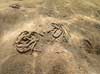 Sandorm. Sandorm p� sandbunden i Roskilde Fjord Sedentaria Vigen Strandpark, Veddelev Danmark  Bl�ddyr leddyr, undervandsfoto, undervandsbillede, undervandsmilj�, marineliv, marine liv, marinebiologi, sandbund, havbund