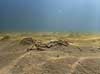 Sandorm. Sandorm p� sandbunden i Roskilde Fjord Sedentaria Vigen Strandpark, Veddelev Danmark  Bl�ddyr leddyr, undervandsfoto, undervandsbillede, undervandsmilj�, marineliv, marine liv, marinebiologi, sandbund, havbund