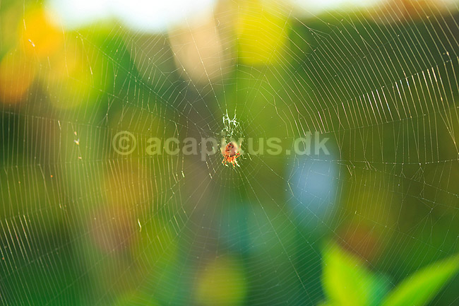 Korsedderkop. Korsedderkop venter p� bytte i centrum af sit spindelsv�v; Araneus diadematus; ; ; ; spindlere; Edderkopper, Hjulspindere , Araneidae, Argiopidae, Korsedderkopper