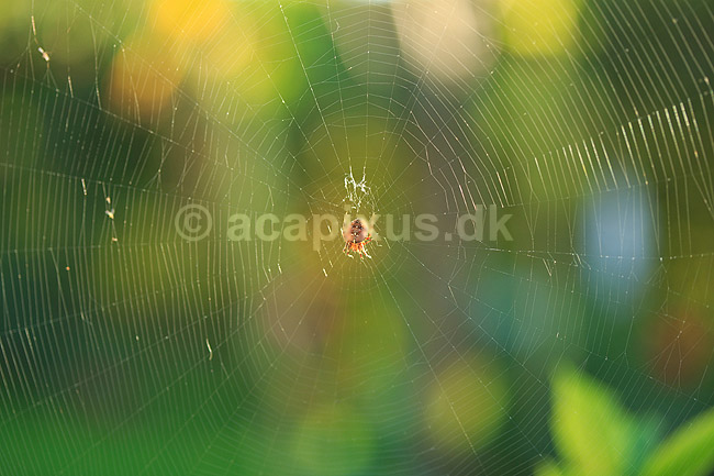 Korsedderkop. Korsedderkop venter p� bytte i centrum af sit spindelsv�v; Araneus diadematus; ; ; ; spindlere; Edderkopper, Hjulspindere , Araneidae, Argiopidae, Korsedderkopper