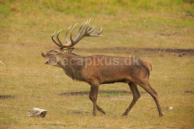 Kronhjort. Br�lende kronhjort i sit revir under brunstperioden; Cervus elaphus; J�gersborg Dyrehave / Sj�lland; ; ; pattedyr; Hjorte, kronhjorte, Cervidae, Parrett�ede hovdyr, Artiodactyla, Krondyr, Red deer, kronvildt, krondyr, kronhjorte, brunst, hjort