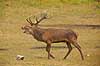 Kronhjort. Br�lende kronhjort i sit revir under brunstperioden Cervus elaphus J�gersborg Dyrehave / Sj�lland   pattedyr Hjorte, kronhjorte, Cervidae, Parrett�ede hovdyr, Artiodactyla, Krondyr, Red deer, kronvildt, krondyr, kronhjorte, brunst, hjort