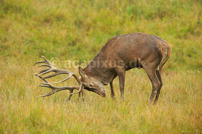 Kronhjort. Kronhjort hv�sser takkerne i jorden i sit revir under brunstperioden; Cervus elaphus; J�gersborg Dyrehave / Sj�lland; ; ; pattedyr; Hjorte, kronhjorte, Cervidae, Parrett�ede hovdyr, Artiodactyla, Krondyr, Red deer, kronvildt, krondyr, kronhjorte, brunst, hjort