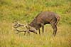 Kronhjort. Kronhjort hv�sser takkerne i jorden i sit revir under brunstperioden Cervus elaphus J�gersborg Dyrehave / Sj�lland   pattedyr Hjorte, kronhjorte, Cervidae, Parrett�ede hovdyr, Artiodactyla, Krondyr, Red deer, kronvildt, krondyr, kronhjorte, brunst, hjort