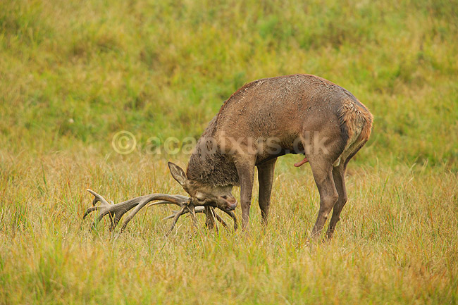 Kronhjort. Kronhjort hv�sser takkerne i jorden i sit revir under brunstperioden; Cervus elaphus; J�gersborg Dyrehave / Sj�lland; ; ; pattedyr; Hjorte, kronhjorte, Cervidae, Parrett�ede hovdyr, Artiodactyla, Krondyr, Red deer, kronvildt, krondyr, kronhjorte, brunst, hjort