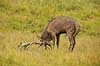 Kronhjort. Kronhjort hv�sser takkerne i jorden i sit revir under brunstperioden Cervus elaphus J�gersborg Dyrehave / Sj�lland   pattedyr Hjorte, kronhjorte, Cervidae, Parrett�ede hovdyr, Artiodactyla, Krondyr, Red deer, kronvildt, krondyr, kronhjorte, brunst, hjort