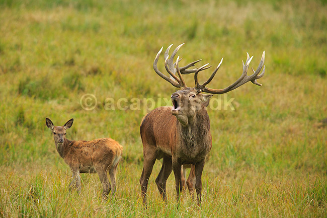 Kronhjort. Br�lende kronhjort i sit revir under brunstperioden; Cervus elaphus; J�gersborg Dyrehave / Sj�lland; ; ; pattedyr; Hjorte, kronhjorte, Cervidae, Parrett�ede hovdyr, Artiodactyla, Krondyr, Red deer, kronvildt, krondyr, kronhjorte, brunst, hjort