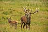 Kronhjort. Br�lende kronhjort i sit revir under brunstperioden Cervus elaphus J�gersborg Dyrehave / Sj�lland   pattedyr Hjorte, kronhjorte, Cervidae, Parrett�ede hovdyr, Artiodactyla, Krondyr, Red deer, kronvildt, krondyr, kronhjorte, brunst, hjort