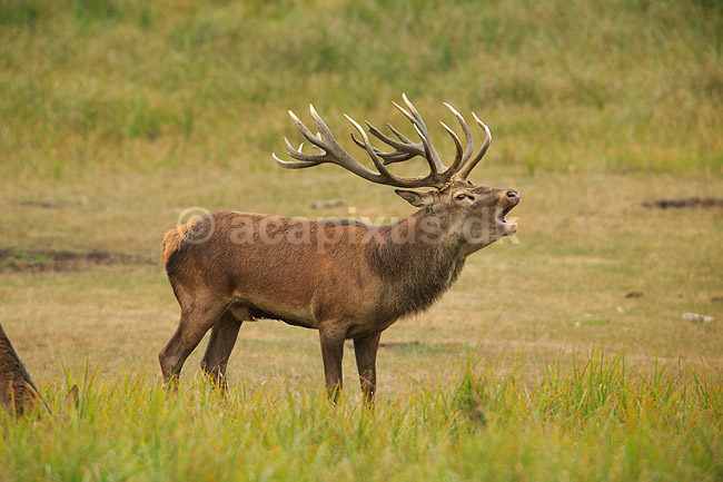 Kronhjort. Br�lende kronhjort i sit revir under brunstperioden; Cervus elaphus; J�gersborg Dyrehave / Sj�lland; ; ; pattedyr; Hjorte, kronhjorte, Cervidae, Parrett�ede hovdyr, Artiodactyla, Krondyr, Red deer, kronvildt, krondyr, kronhjorte, brunst, hjort