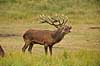 Kronhjort. Br�lende kronhjort i sit revir under brunstperioden Cervus elaphus J�gersborg Dyrehave / Sj�lland   pattedyr Hjorte, kronhjorte, Cervidae, Parrett�ede hovdyr, Artiodactyla, Krondyr, Red deer, kronvildt, krondyr, kronhjorte, brunst, hjort