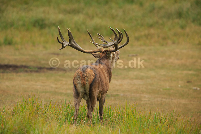 Kronhjort. Br�lende kronhjort i sit revir under brunstperioden; Cervus elaphus; J�gersborg Dyrehave / Sj�lland; ; ; pattedyr; Hjorte, kronhjorte, Cervidae, Parrett�ede hovdyr, Artiodactyla, Krondyr, Red deer, kronvildt, krondyr, kronhjorte, brunst, hjort