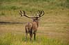 Kronhjort. Br�lende kronhjort i sit revir under brunstperioden Cervus elaphus J�gersborg Dyrehave / Sj�lland   pattedyr Hjorte, kronhjorte, Cervidae, Parrett�ede hovdyr, Artiodactyla, Krondyr, Red deer, kronvildt, krondyr, kronhjorte, brunst, hjort