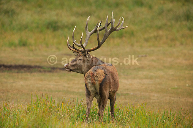Kronhjort. Kronhjort i sit revir under brunstperioden; Cervus elaphus; J�gersborg Dyrehave / Sj�lland; ; ; pattedyr; Hjorte, kronhjorte, Cervidae, Parrett�ede hovdyr, Artiodactyla, Krondyr, Red deer, kronvildt, krondyr, kronhjorte, brunst, hjort