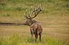 Kronhjort. Kronhjort i sit revir under brunstperioden Cervus elaphus J�gersborg Dyrehave / Sj�lland   pattedyr Hjorte, kronhjorte, Cervidae, Parrett�ede hovdyr, Artiodactyla, Krondyr, Red deer, kronvildt, krondyr, kronhjorte, brunst, hjort