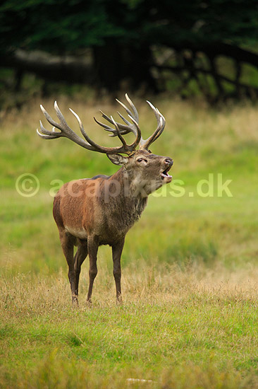 Kronhjort. Br�lende kronhjort i sit revir under brunstperioden; Cervus elaphus; J�gersborg Dyrehave / Sj�lland; ; ; pattedyr; Hjorte, kronhjorte, Cervidae, Parrett�ede hovdyr, Artiodactyla, Krondyr, Red deer, kronvildt, krondyr, kronhjorte, brunst, hjort