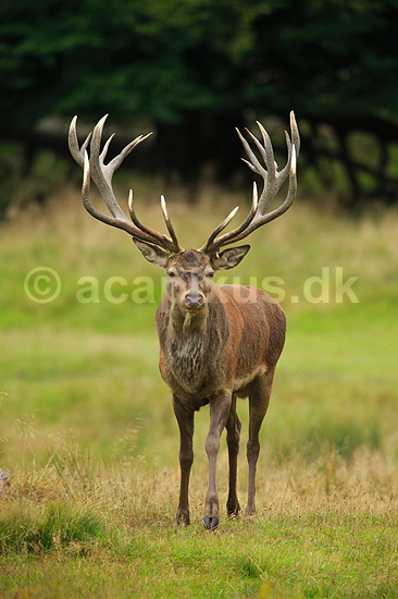 Kronhjort. Kronhjort i sit revir under brunstperioden; Cervus elaphus; J�gersborg Dyrehave / Sj�lland; ; ; pattedyr; Hjorte, kronhjorte, Cervidae, Parrett�ede hovdyr, Artiodactyla, Krondyr, Red deer, kronvildt, krondyr, kronhjorte, brunst, hjort