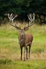 Kronhjort. Kronhjort i sit revir under brunstperioden Cervus elaphus J�gersborg Dyrehave / Sj�lland   pattedyr Hjorte, kronhjorte, Cervidae, Parrett�ede hovdyr, Artiodactyla, Krondyr, Red deer, kronvildt, krondyr, kronhjorte, brunst, hjort