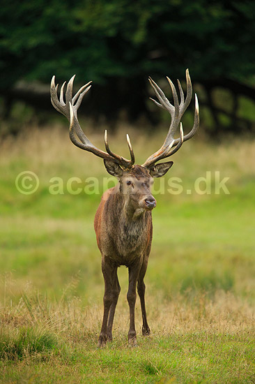 Kronhjort. Kronhjort i sit revir under brunstperioden; Cervus elaphus; J�gersborg Dyrehave / Sj�lland; ; ; pattedyr; Hjorte, kronhjorte, Cervidae, Parrett�ede hovdyr, Artiodactyla, Krondyr, Red deer, kronvildt, krondyr, kronhjorte, brunst, hjort