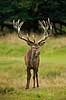 Kronhjort. Kronhjort i sit revir under brunstperioden Cervus elaphus J�gersborg Dyrehave / Sj�lland   pattedyr Hjorte, kronhjorte, Cervidae, Parrett�ede hovdyr, Artiodactyla, Krondyr, Red deer, kronvildt, krondyr, kronhjorte, brunst, hjort