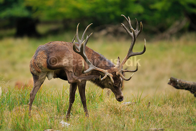 Kronhjort. Kronhjort i sit revir under brunstperioden; Cervus elaphus; J�gersborg Dyrehave / Sj�lland; ; ; pattedyr; Hjorte, kronhjorte, Cervidae, Parrett�ede hovdyr, Artiodactyla, Krondyr, Red deer, kronvildt, krondyr, kronhjorte, brunst, hjort