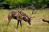 Kronhjort. Kronhjort i sit revir under brunstperioden Cervus elaphus J�gersborg Dyrehave / Sj�lland   pattedyr Hjorte, kronhjorte, Cervidae, Parrett�ede hovdyr, Artiodactyla, Krondyr, Red deer, kronvildt, krondyr, kronhjorte, brunst, hjort