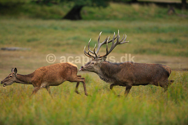 Kronhjort. Kronhjort, i sit revir under brunstperioden, flemer og smager p� duften af hind for at afg�re om hun er i brunst; Cervus elaphus; J�gersborg Dyrehave / Sj�lland; ; ; pattedyr; Hjorte, kronhjorte, Cervidae, Parrett�ede hovdyr, Artiodactyla, Krondyr, Red deer, kronvildt, krondyr, kronhjorte, brunst, hjort