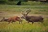 Kronhjort. Kronhjort, i sit revir under brunstperioden, flemer og smager p� duften af hind for at afg�re om hun er i brunst Cervus elaphus J�gersborg Dyrehave / Sj�lland   pattedyr Hjorte, kronhjorte, Cervidae, Parrett�ede hovdyr, Artiodactyla, Krondyr, Red deer, kronvildt, krondyr, kronhjorte, brunst, hjort