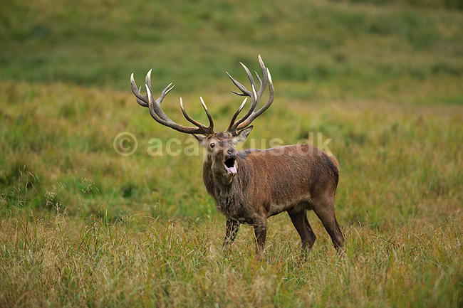 Kronhjort. Br�lende kronhjort i sit revir under brunstperioden; Cervus elaphus; J�gersborg Dyrehave / Sj�lland; ; ; pattedyr; Hjorte, kronhjorte, Cervidae, Parrett�ede hovdyr, Artiodactyla, Krondyr, Red deer, kronvildt, krondyr, kronhjorte, brunst, hjort