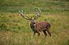 Kronhjort. Br�lende kronhjort i sit revir under brunstperioden Cervus elaphus J�gersborg Dyrehave / Sj�lland   pattedyr Hjorte, kronhjorte, Cervidae, Parrett�ede hovdyr, Artiodactyla, Krondyr, Red deer, kronvildt, krondyr, kronhjorte, brunst, hjort