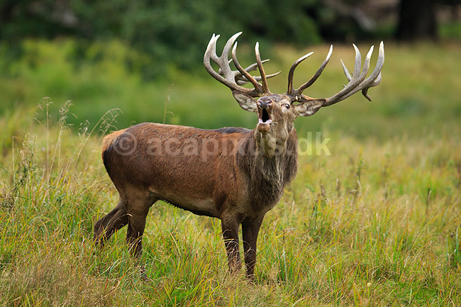 Kronhjort. Br�lende kronhjort i sit revir under brunstperioden; Cervus elaphus; J�gersborg Dyrehave / Sj�lland; ; ; pattedyr; Hjorte, kronhjorte, Cervidae, Parrett�ede hovdyr, Artiodactyla, Krondyr, Red deer, kronvildt, krondyr, kronhjorte, brunst, hjort