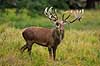 Kronhjort. Br�lende kronhjort i sit revir under brunstperioden Cervus elaphus J�gersborg Dyrehave / Sj�lland   pattedyr Hjorte, kronhjorte, Cervidae, Parrett�ede hovdyr, Artiodactyla, Krondyr, Red deer, kronvildt, krondyr, kronhjorte, brunst, hjort