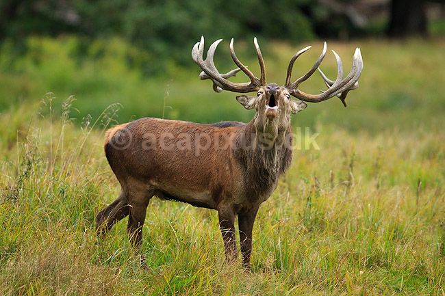 Kronhjort. Br�lende kronhjort i sit revir under brunstperioden; Cervus elaphus; J�gersborg Dyrehave / Sj�lland; ; ; pattedyr; Hjorte, kronhjorte, Cervidae, Parrett�ede hovdyr, Artiodactyla, Krondyr, Red deer, kronvildt, krondyr, kronhjorte, brunst, hjort