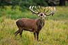 Kronhjort. Br�lende kronhjort i sit revir under brunstperioden Cervus elaphus J�gersborg Dyrehave / Sj�lland   pattedyr Hjorte, kronhjorte, Cervidae, Parrett�ede hovdyr, Artiodactyla, Krondyr, Red deer, kronvildt, krondyr, kronhjorte, brunst, hjort