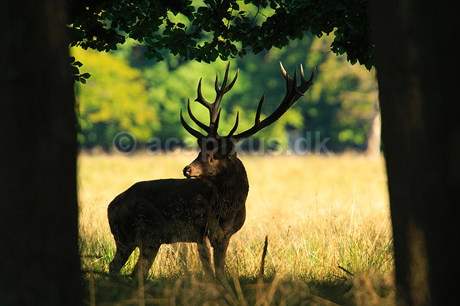 Kronhjort. Kronhjort i sit revir under brunstperioden; Cervus elaphus; J�gersborg Dyrehave / Sj�lland; ; ; pattedyr; Hjorte, kronhjorte, Cervidae, Parrett�ede hovdyr, Artiodactyla, Krondyr, Red deer, kronvildt, krondyr, kronhjorte, brunst, hjort