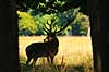 Kronhjort. Kronhjort i sit revir under brunstperioden Cervus elaphus J�gersborg Dyrehave / Sj�lland   pattedyr Hjorte, kronhjorte, Cervidae, Parrett�ede hovdyr, Artiodactyla, Krondyr, Red deer, kronvildt, krondyr, kronhjorte, brunst, hjort