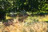 Kronhjort. Br�lende kronhjort i sit revir under brunstperioden Cervus elaphus J�gersborg Dyrehave / Sj�lland   pattedyr Hjorte, kronhjorte, Cervidae, Parrett�ede hovdyr, Artiodactyla, Krondyr, Red deer, kronvildt, krondyr, kronhjorte, brunst, hjort