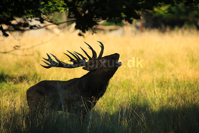 Kronhjort. Br�lende kronhjort i sit revir under brunstperioden; Cervus elaphus; J�gersborg Dyrehave / Sj�lland; ; ; pattedyr; Hjorte, kronhjorte, Cervidae, Parrett�ede hovdyr, Artiodactyla, Krondyr, Red deer, kronvildt, krondyr, kronhjorte, brunst, hjort