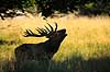 Kronhjort. Br�lende kronhjort i sit revir under brunstperioden Cervus elaphus J�gersborg Dyrehave / Sj�lland   pattedyr Hjorte, kronhjorte, Cervidae, Parrett�ede hovdyr, Artiodactyla, Krondyr, Red deer, kronvildt, krondyr, kronhjorte, brunst, hjort
