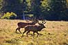 Kronhjorte. To kronhjort ser hinanden an f�r magtkamp med hornene under brunstperioden Cervus elaphus J�gersborg Dyrehave / Sj�lland   pattedyr Hjorte, kronhjorte, Cervidae, Parrett�ede hovdyr, Artiodactyla, Krondyr, Red deer, kronvildt, krondyr, kronhjorte, brunst, hjort
